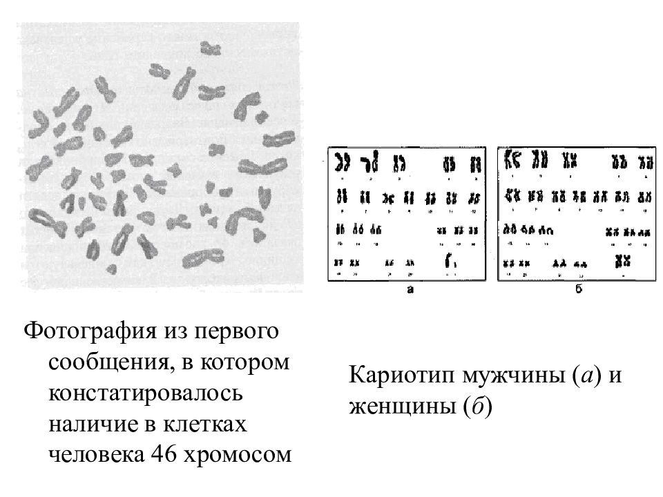 Число хромосом в кариотипе. Кариотип соматической клетки. Кариотип соматической клетки человека. Кариотип соматической клетки женщины. Кариотип человека в генеративной клетке.