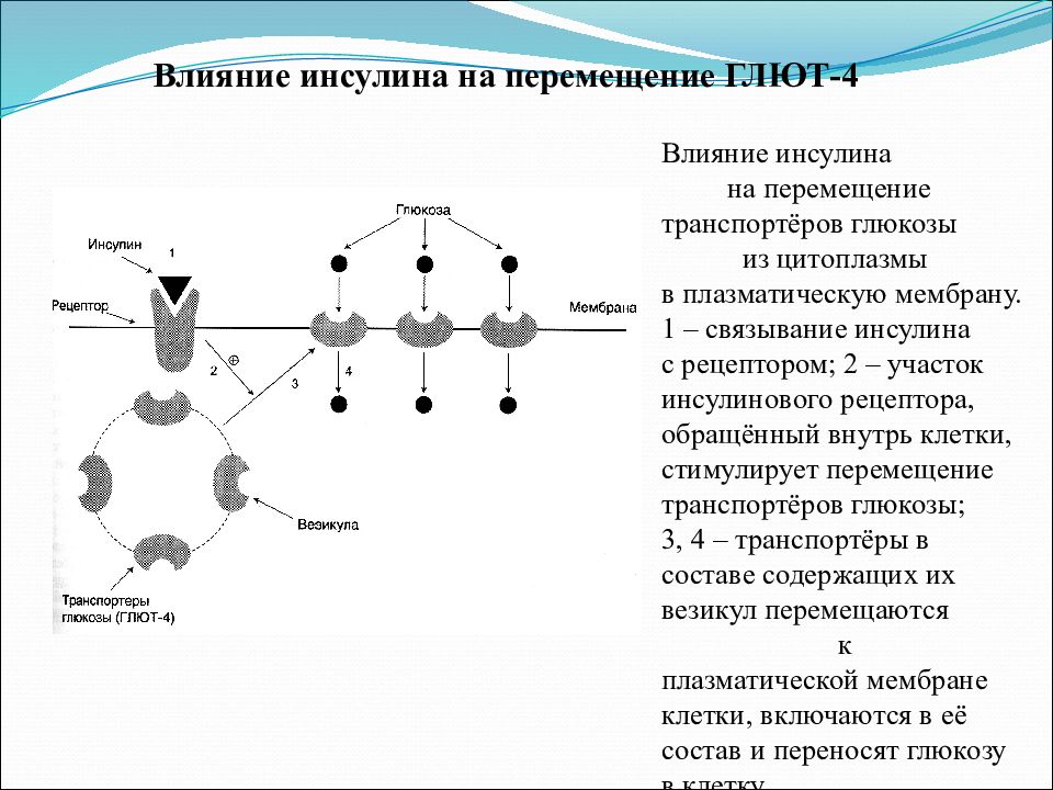 Инсулин влияние