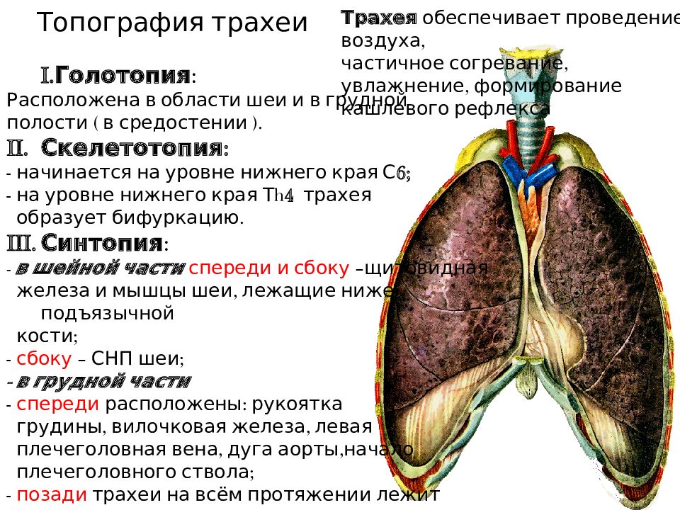 Легкие главная. Топография трахеи. Скелетотопия трахеи. Бронхи топография.