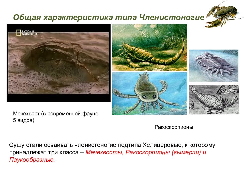 Самый самый в типе членистоногие. Мечехвосты Тип Членистоногие. Мечехвосты вымершие хелицеровые. Тип Членистоногие подтипы. Ракоскорпионы характеристика.