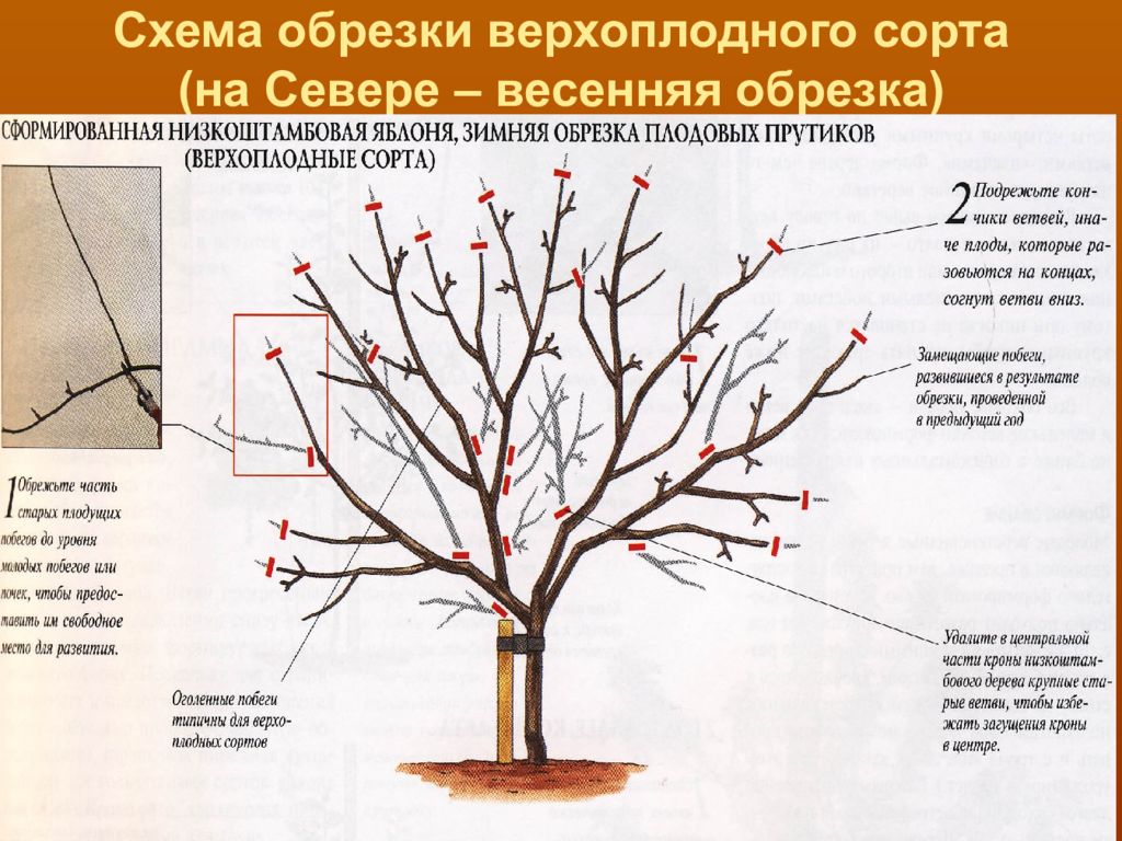 Схема обрезки плодовых деревьев весной