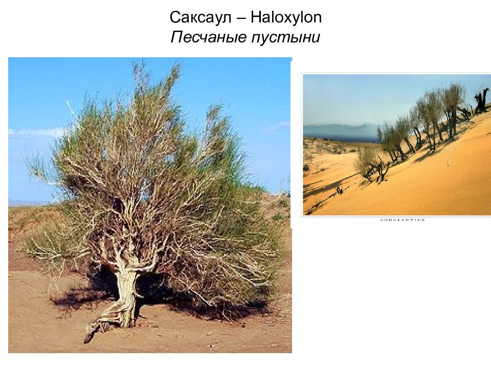 Что такое саксаул в биологии. Саксаул пустыни Каракум. Саксаул растение пустыни. Белый саксаул в пустыне. Саксаул растение пустыни цветение.