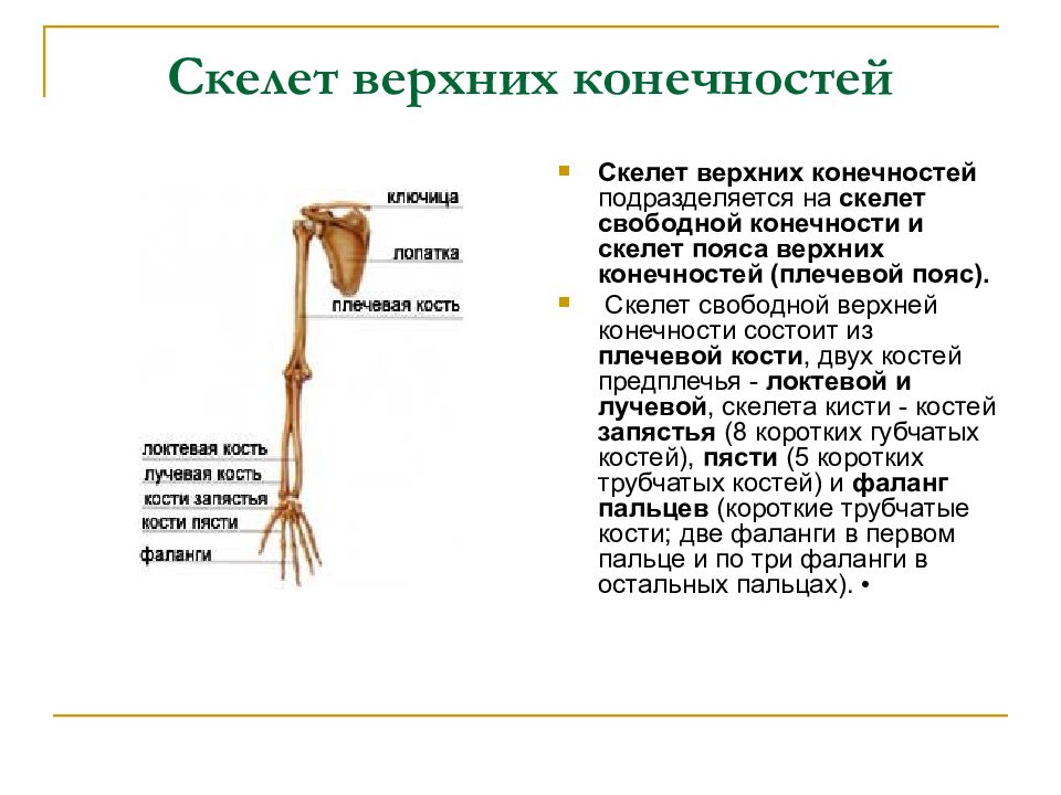 Скелет пояса свободной верхней конечности. Костный скелет свободной верхней конечности. Скелет верхних конечностей состоит из 3 отделов. Скелет верхней конечности человека состоит из. Кости составляющие скелет верхней конечности.