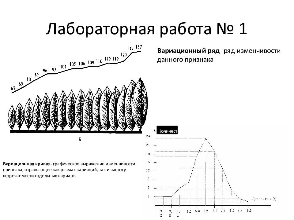 Изменчивость егэ биология презентация