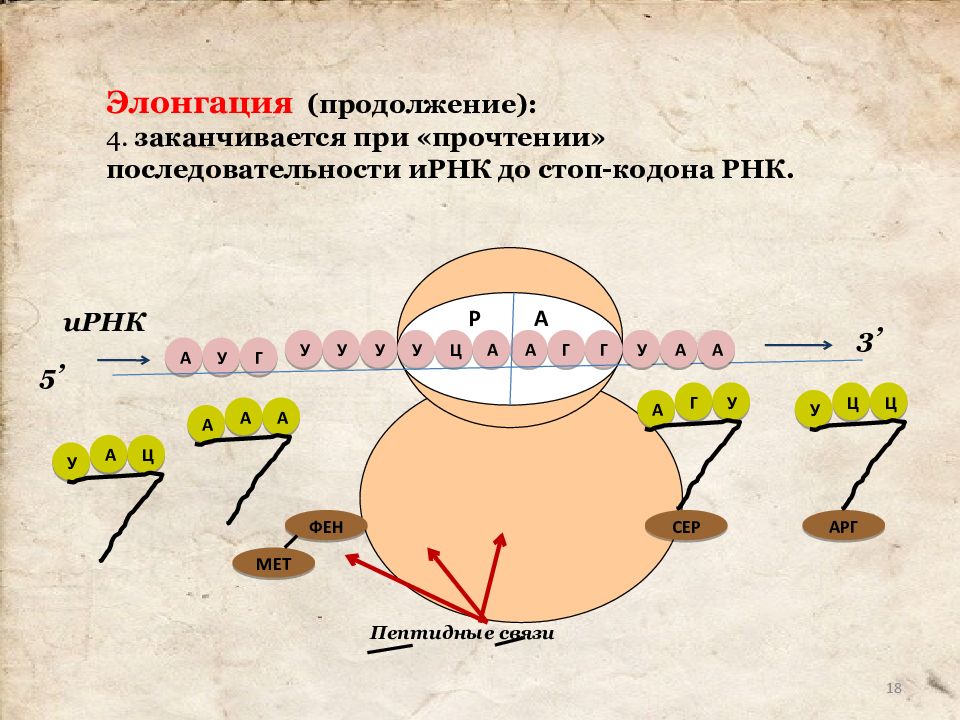 Напишите название этапа биосинтеза белка который обозначен на рисунке цифрой i