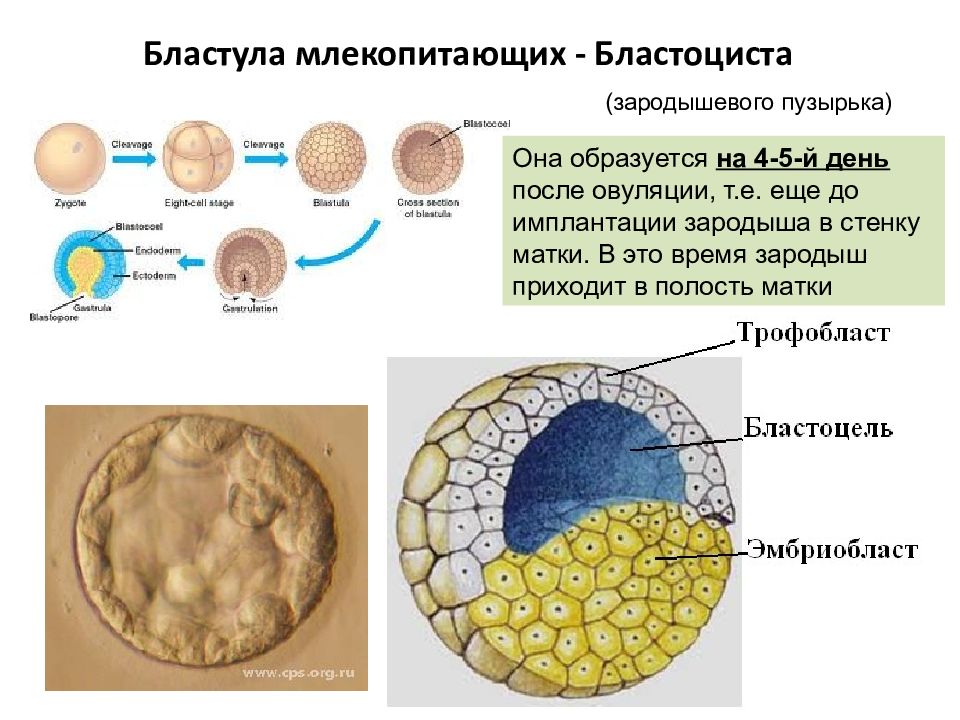 Схема оплодотворения дробления и имплантации у человека