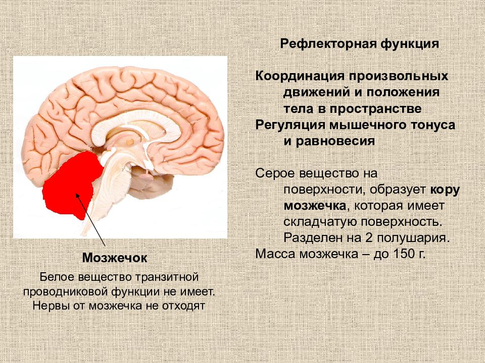 Рефлекторные центры головного мозга. Рефлекторная функция мозжечка. Мозжечок проводниковая функция и рефлекторная. Рефлексы мозжечка в головном мозге. Проводниковая функция мозжечка.