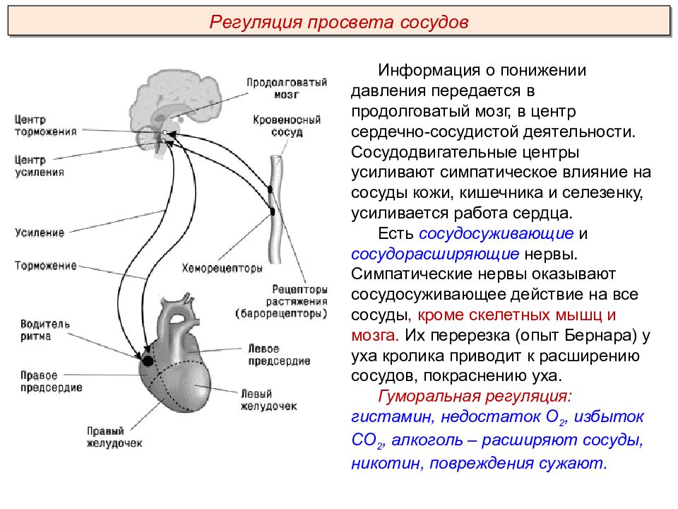 Исследователь изучал особенности строения сосудов