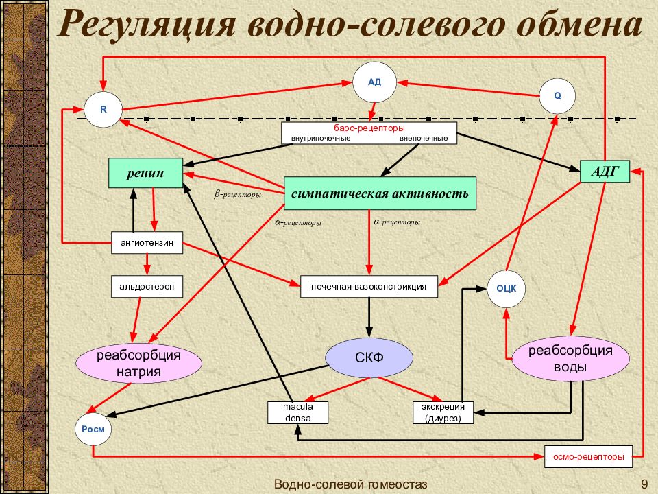 Находиться в обмене. Регуляция водно-солевого обмена. Водно солевой обмен регулялицтч. Регуляция водно-солевого обмена гормоны. Регуляция водного обмена осуществляется гормонами.