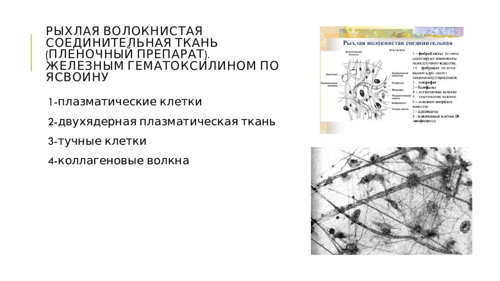 Характеристика рыхлой волокнистой ткани