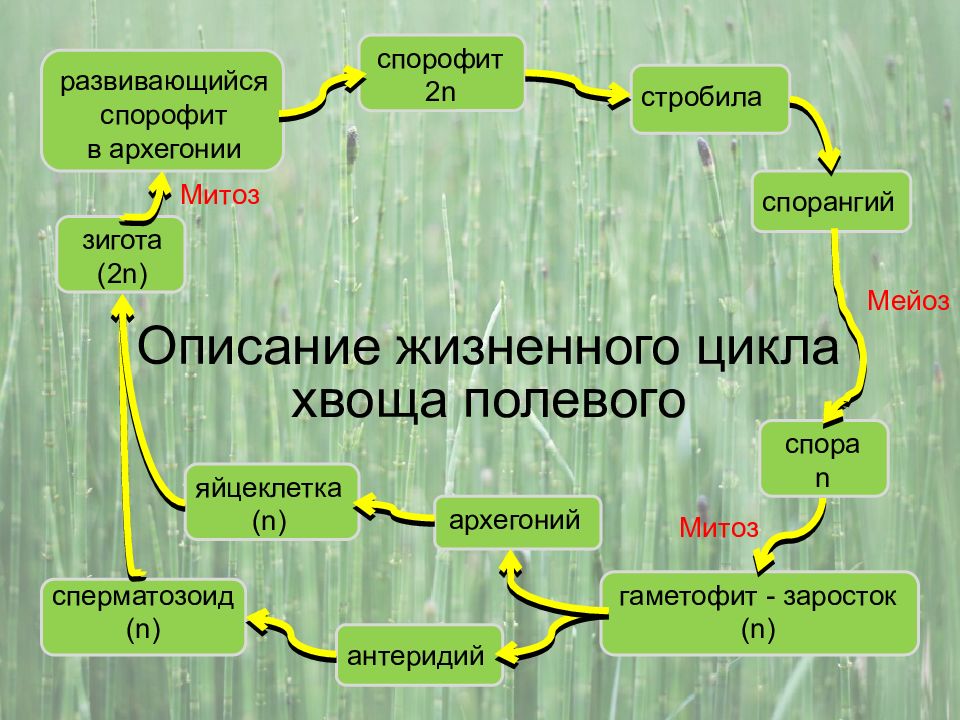 Жизненный цикл хвоща схема. Цикл развития хвоща полевого. Жизненный цикл хвоща полевого. Цикл развития хвощей и плаунов. Мейоз хвоща