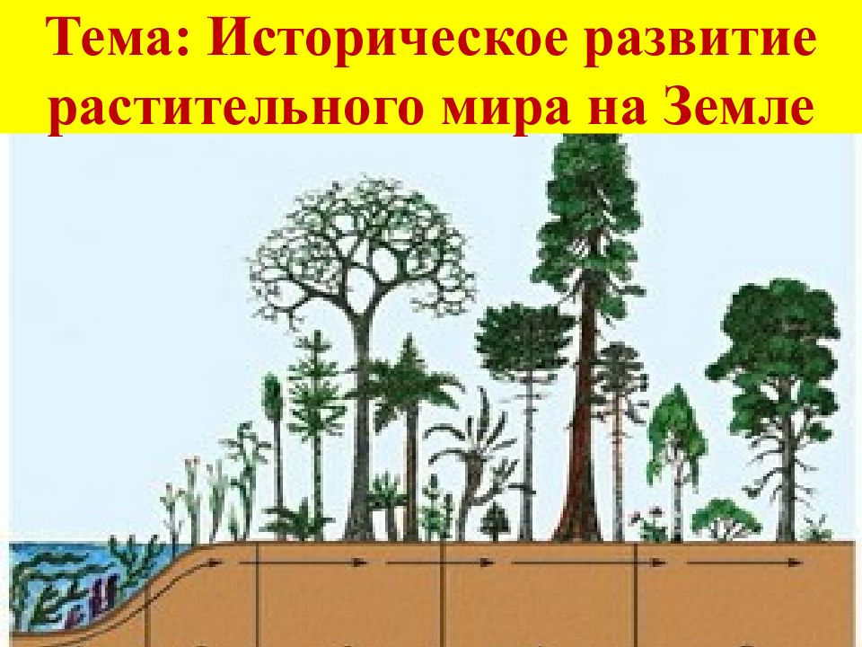 Презентация на тему историческое развитие растительного мира 6 класс