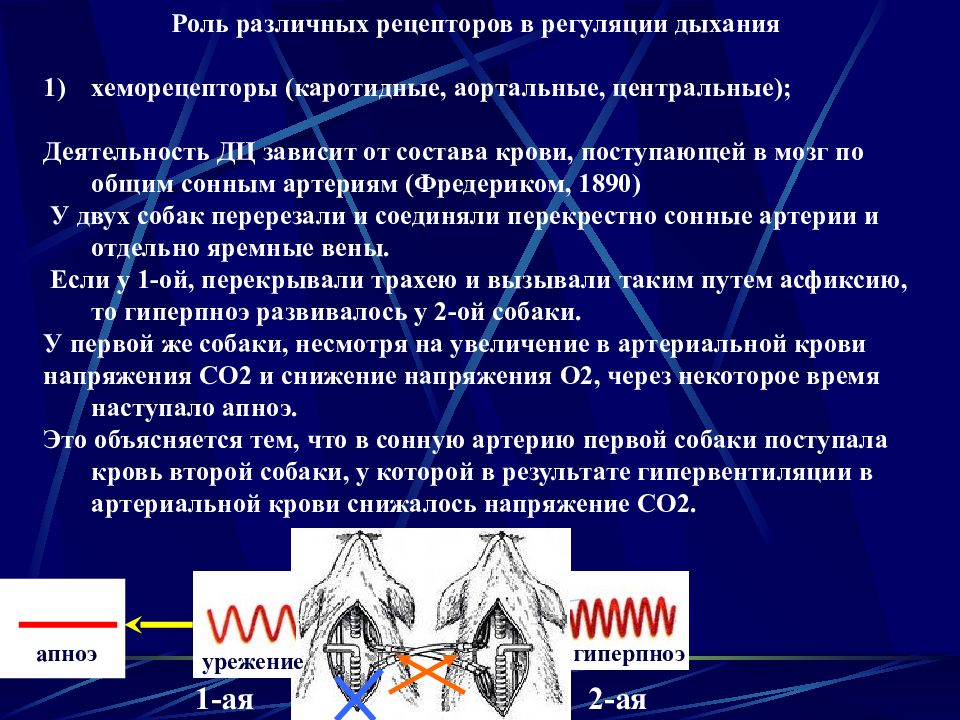 Роль дыхания. Участие хеморецепторов в регуляции дыхания. Роль хеморецепторов в регуляции дыхания. Роль периферических хеморецепторов в регуляции дыхания. Роль центральных хеморецепторов в регуляции дыхания.