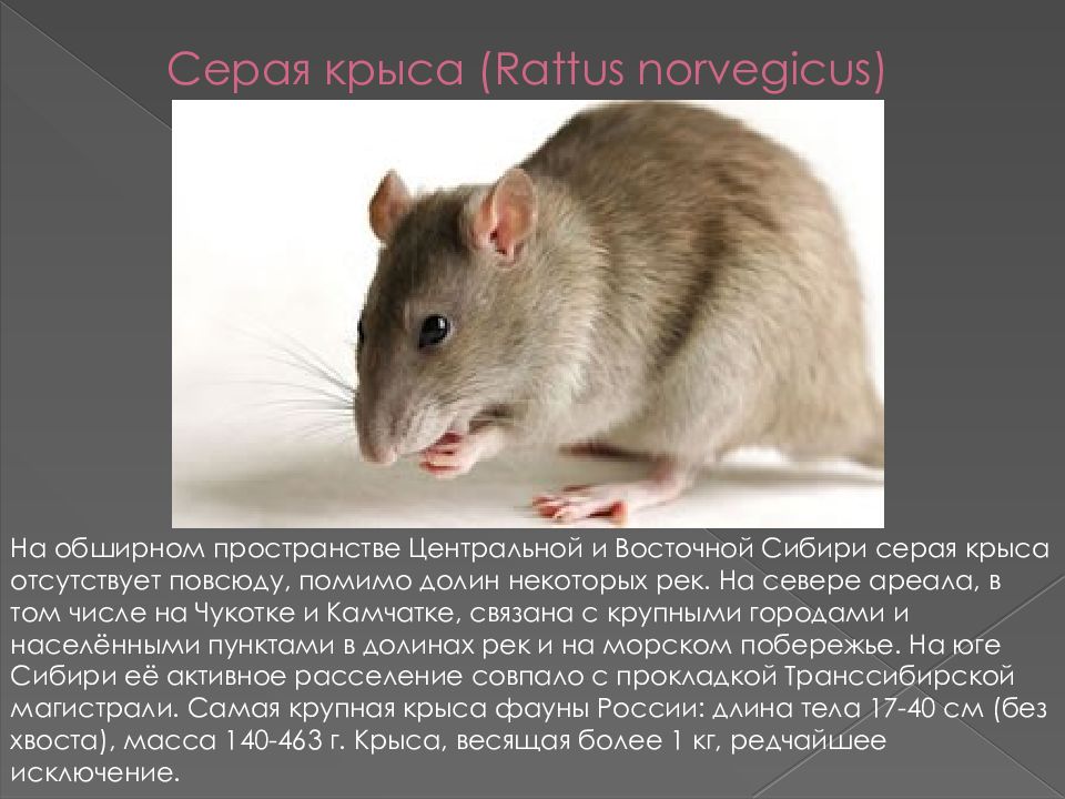 Какой тип развития характерен для серой крысы. Серая крыса (Rattus norvegicus berkenhout, 1769). Серая крыса ареал. Серая крыса Пасюк. Серая крыса описание.