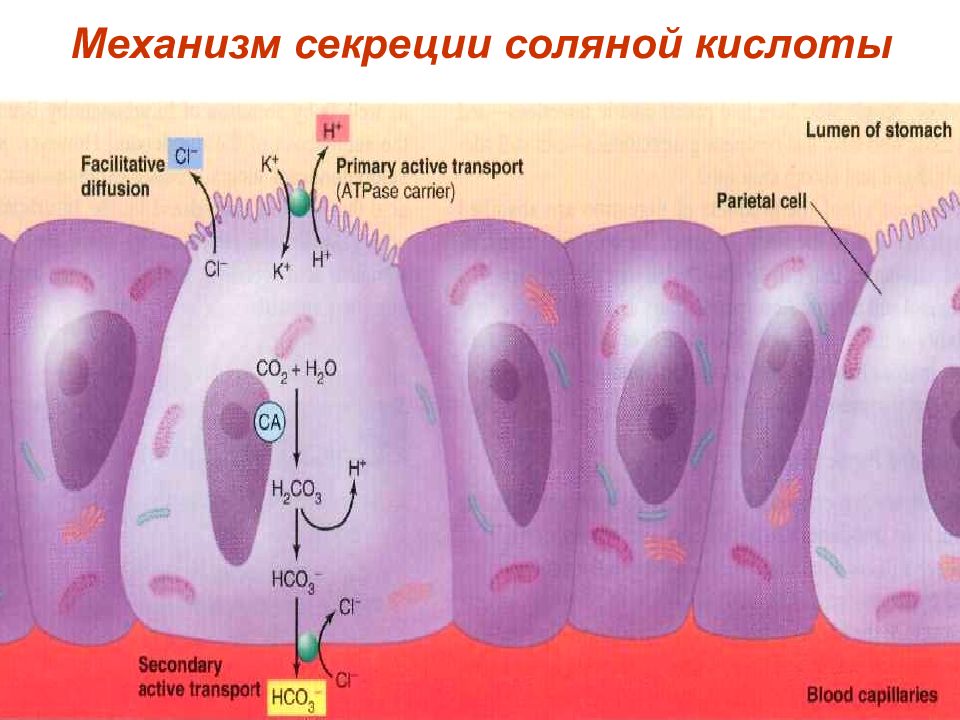 Образование соляных. Механизм секреции соляной кислоты в желудке. Механизм секреции соляной кислоты. Механизм образования соляной кислоты. Клеточные механизмы секреции соляной кислоты..