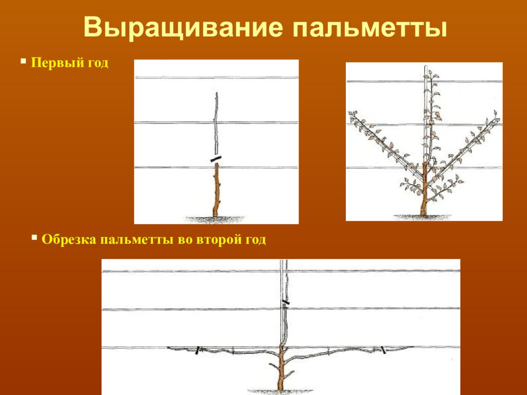 Формирование веретена. Формировка груши Пальметта. Формирование пальметной кроны. Формировка кроны Пальметта. Веретено обрезка деревьев.