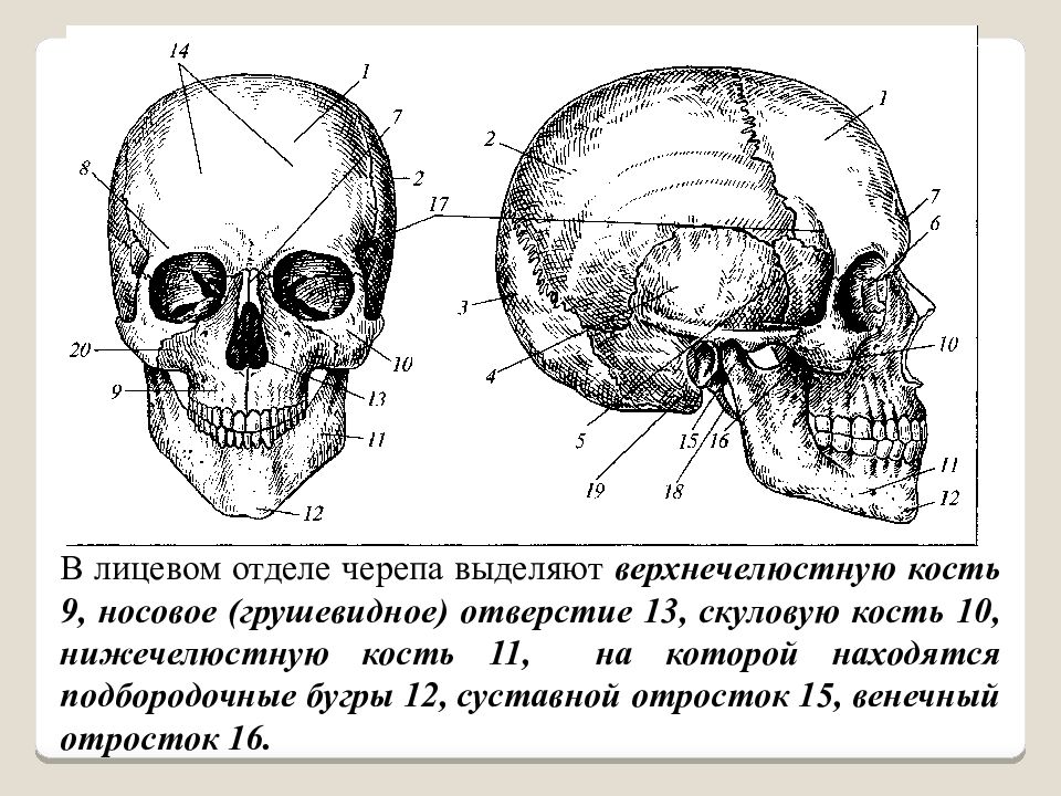 Черепно мозговую кость. Строение черепа человека вид сбоку. Строение костей черепа человека анатомия. Череп сбоку схема. Строение черепа человека вид спереди.