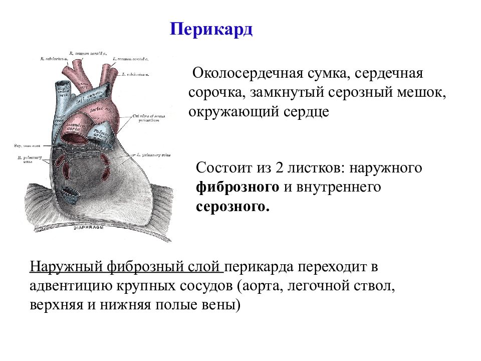Сердце окружено околосердечной сумкой. Строение перикарда сердца анатомия. Перикард это серозная оболочка сердца. Ложные завороты перикарда. Перикард строение анатомия отделы.