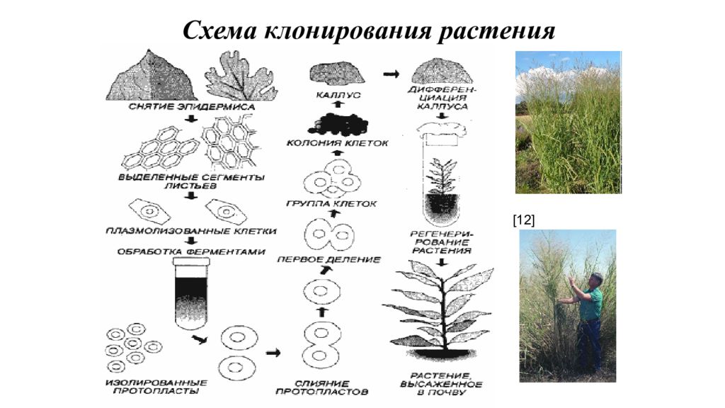 Клонирование растений презентация