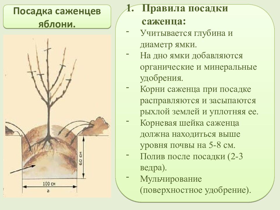 Многообразие и происхождение культурных растений