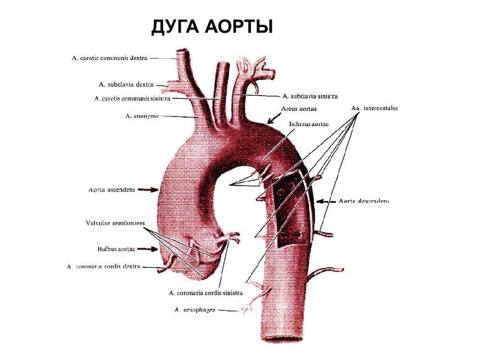 Картинки грудная аорта