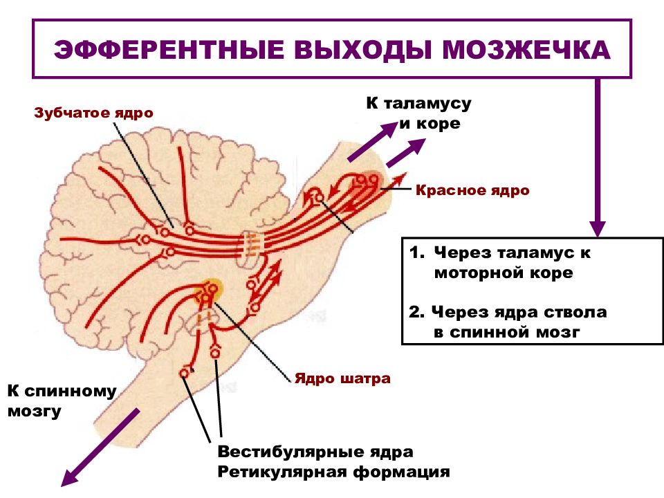 Мозжечок волокна. Проводящие пути мозжечка. Ядра ствола. Вестибулярные ядра ствола. Слои коры мозжечка функции.