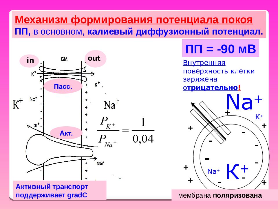 Механизм формирования. Ионные механизмы формирования потенциала покоя. Ионные механизмы формирования мембранного потенциала. Перечислите механизмы формирования мембранного потенциала покоя. Насосный механизм формирования мембранного потенциала покоя.