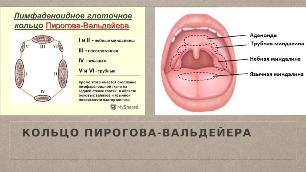 Пирогово кольцо. Кольцо Пирогова Вальдейера функции. Лимфатическое глоточное кольцо Пирогова-Вальдейера. Схема глоточного кольца Пирогова Вальдейера. Лимфоэпителиальное глоточное кольцо Пирогова.