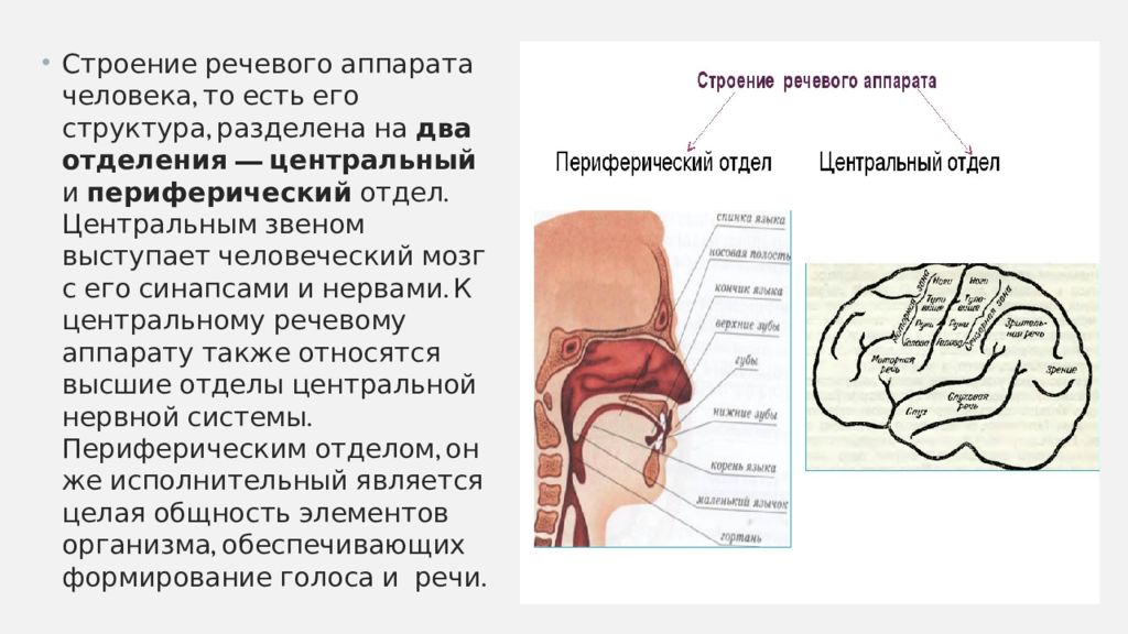 Отделы речевого аппарата