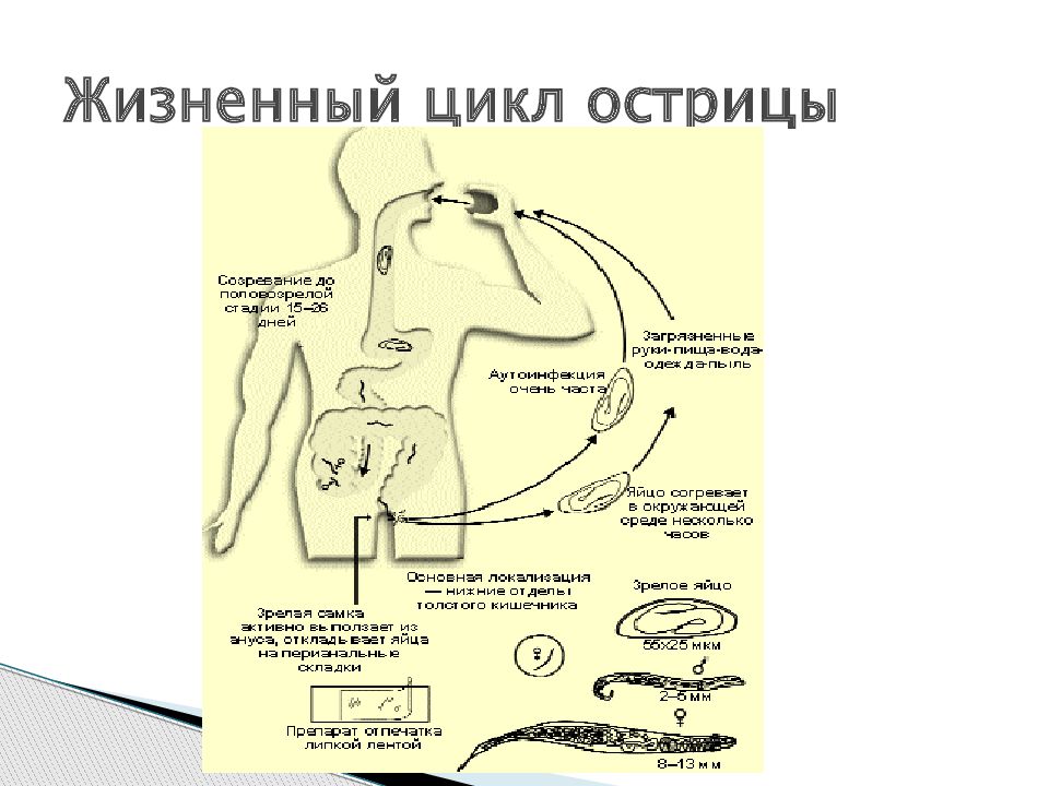 Острица цикл развития