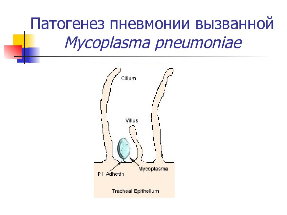 урогенитальный микоплазмоз патогенез. урогенитальная микоплазменная инфекция. микоплазма патогенез. микоплазма патогенез. микоплазменная пневмония патогенез.