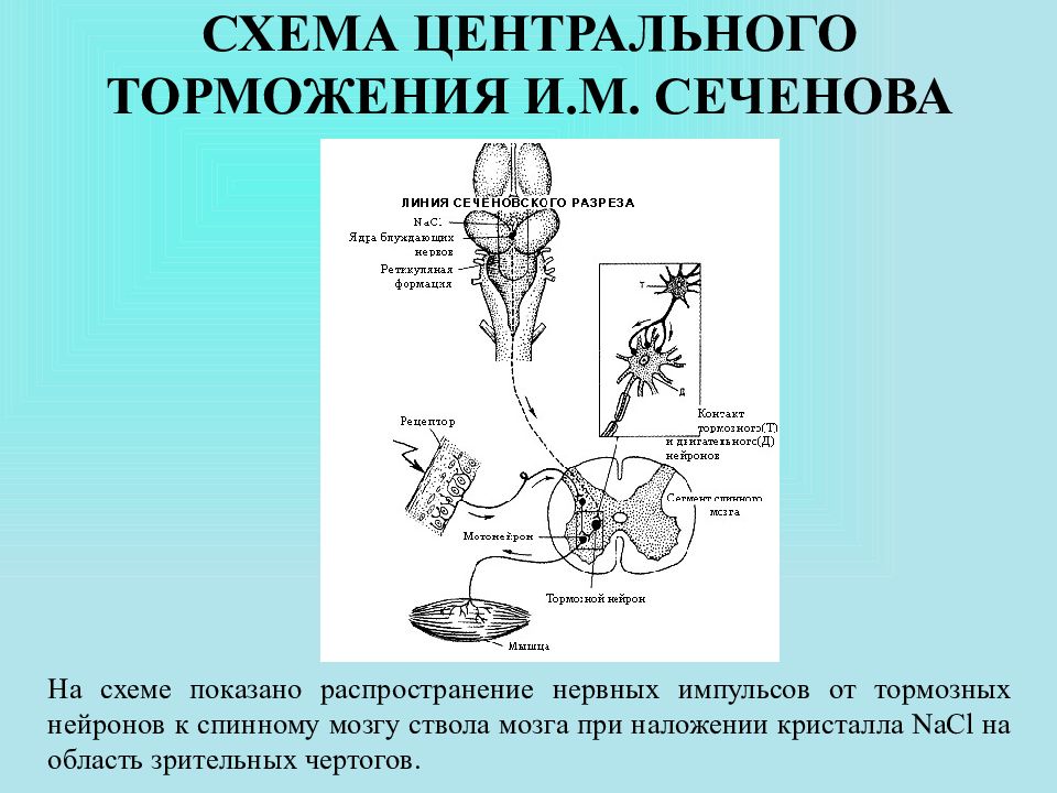 Сеченовское торможение схема