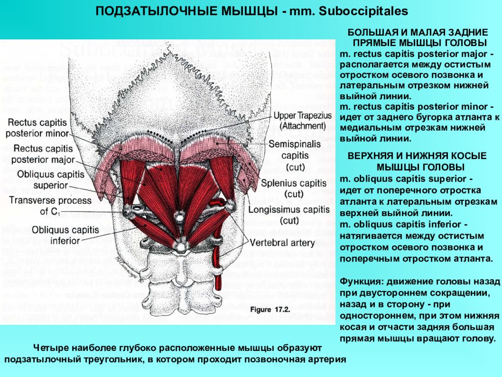 Подзатылочные мышцы. Верхняя косая мышца головы функции. Подзатылочные мышцы головы анатомия. Подзатылочные мышцы головы и шеи. Нижняя косая мышца головы прикрепляется.