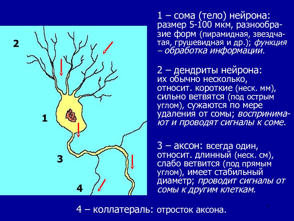 Короткие аксоны сильно ветвятся. Сома тело нейрона. Размер нейрона. Сома нервной клетки. Сома физиология.