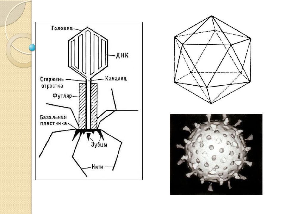 Вирусы неклеточная форма жизни презентация 10 класс