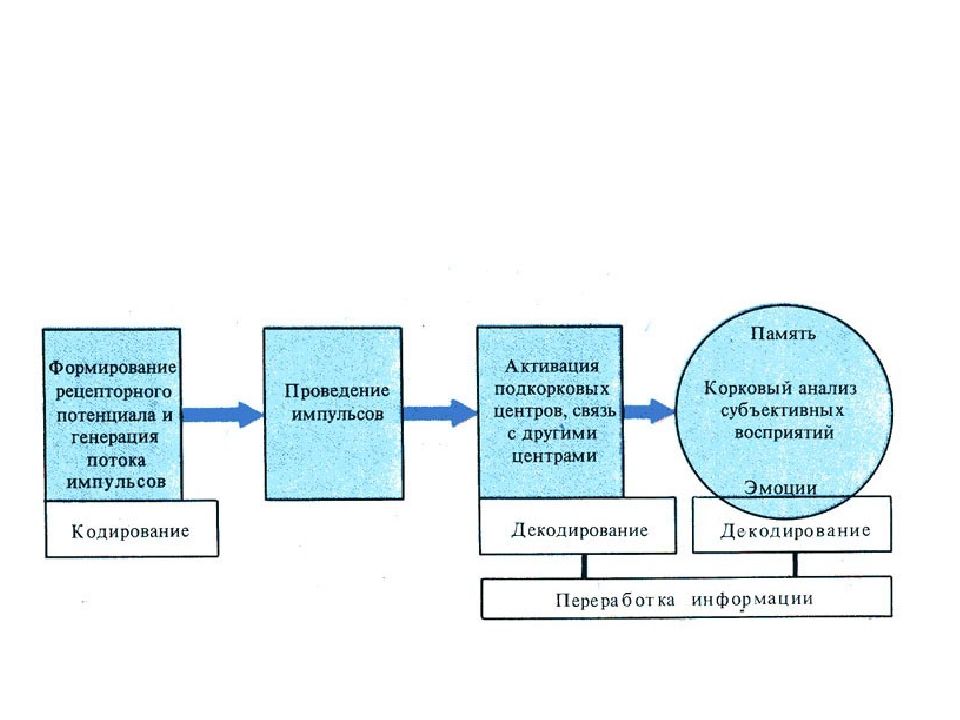 Физиология анализаторов физиология презентация