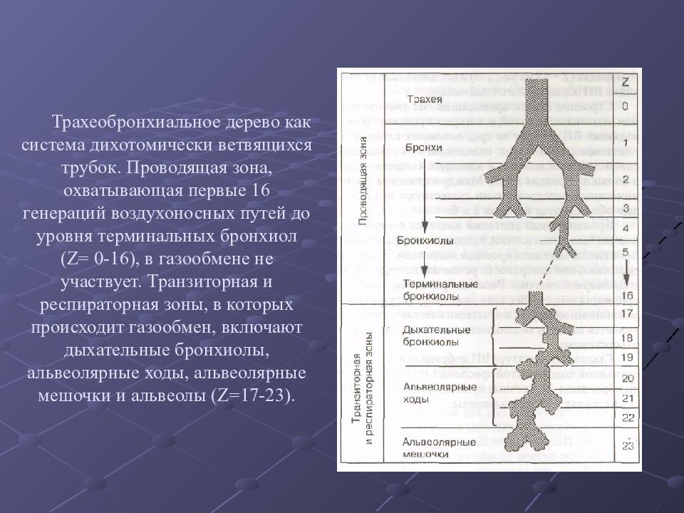 Проводящая зона. Проводящая зона системы дыхания. Генерации воздухоносных путей. Схема Вейбеля воздухоносные пути. Респираторная зона трахеобронхиального дерева.