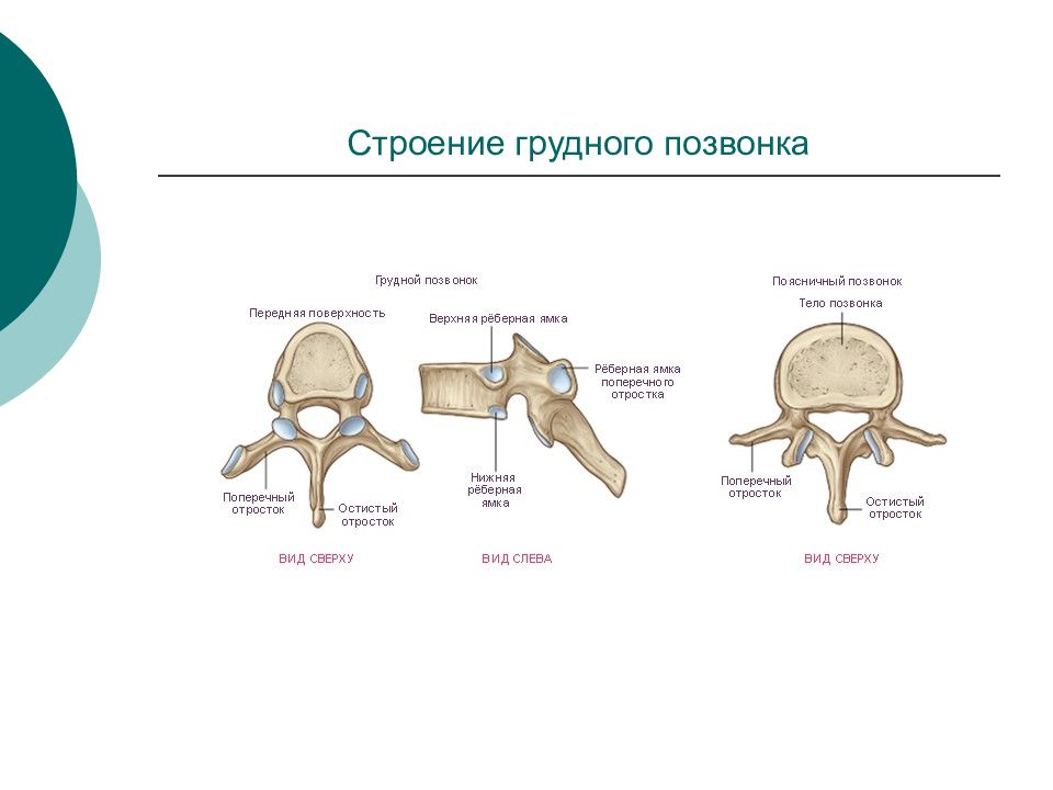 Отличия грудных позвонков