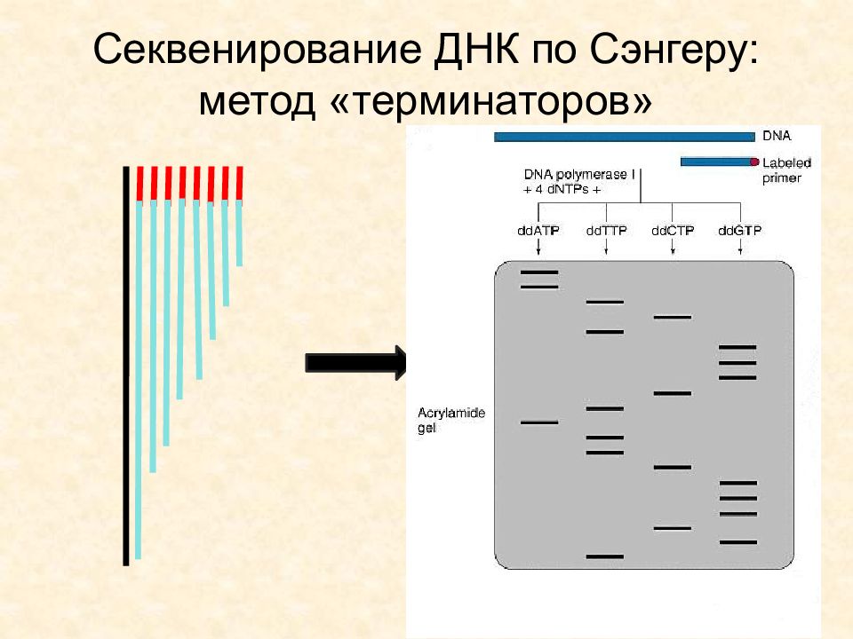 Секвенирование нуклеотидов. Секвенирование по Сэнгеру методика. «Плюс-минус» метод секвенирования ДНК. Сэнгер плюс минус метод секвенирования. Схема химического секвенирования ДНК.