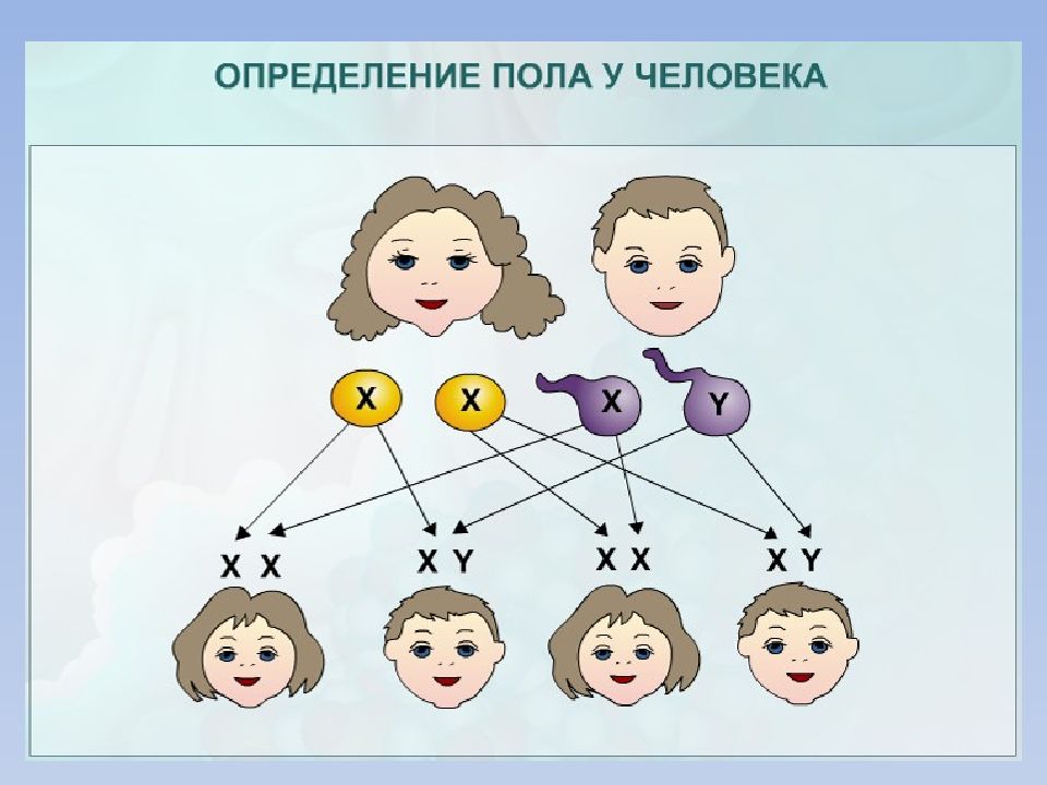 Схема наследования пола человека. Определение пола у человека. Схема определения пола. Схема определения пола у человека.