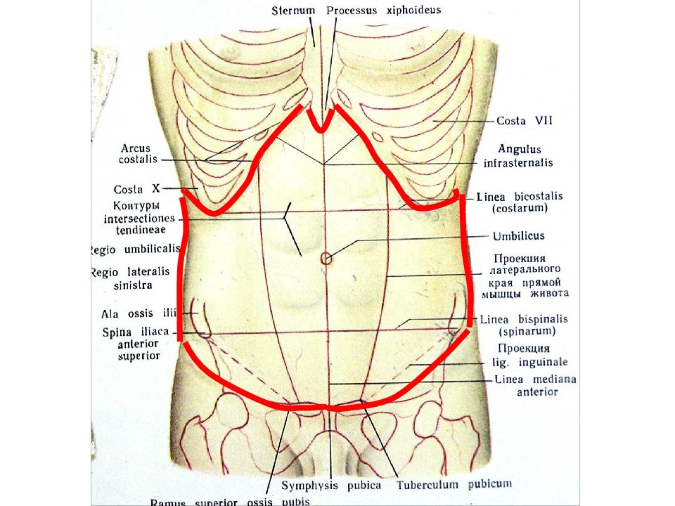 Передняя брюшная стенка топографическая анатомия