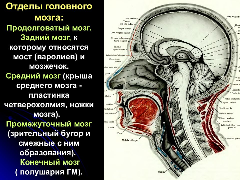 Ножки мозга отдел. Крыша среднего мозга (пластинка четверохолмия). 64. Крыша среднего мозга (пластинка четверохолмия). Пластинка четверохолмия анатомия. Нижние холмики крыши среднего мозга.