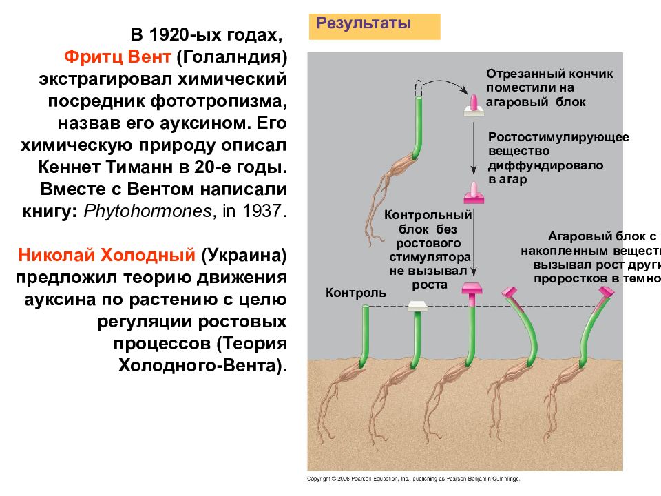 Вызывает фототропизм растений