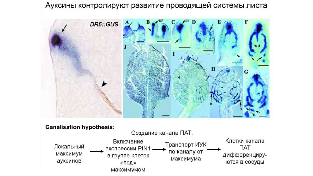 Развитие листа. Стадия развития листа. Эволюция проводящей системы. Внутрипочечная фаза развития листа. Фазы в онтогенезе развития листа.