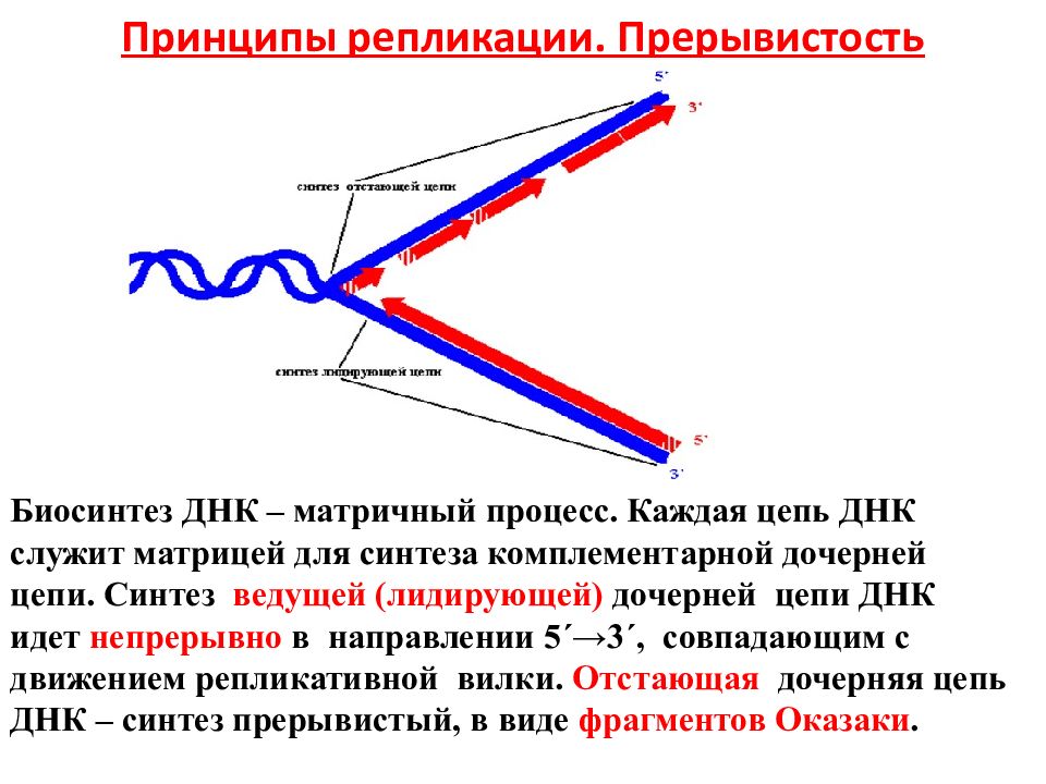 Процесс репликации днк. Челночный Синтез ДНК это. Принципы репликации ДНК прерывистость. Репликация ДНК челночный Синтез. Принципы репликации ДНК схема.