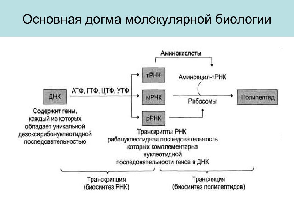 Центральная догма молекулярной биологии. Догма молекулярной биологии схема. Центральная Догма молекулярной биологии схема. Основная Догма молекулярной биологии кратко. 4. Центральная Догма молекулярной биологии..