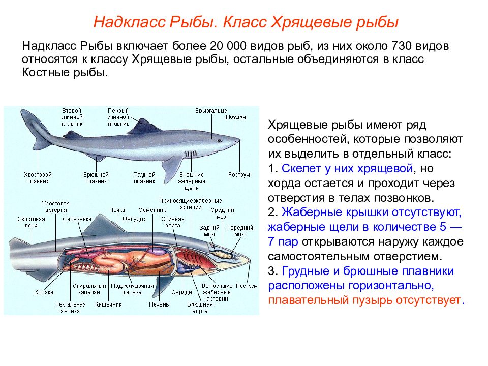 Биология 7 класс надкласс рыбы презентация