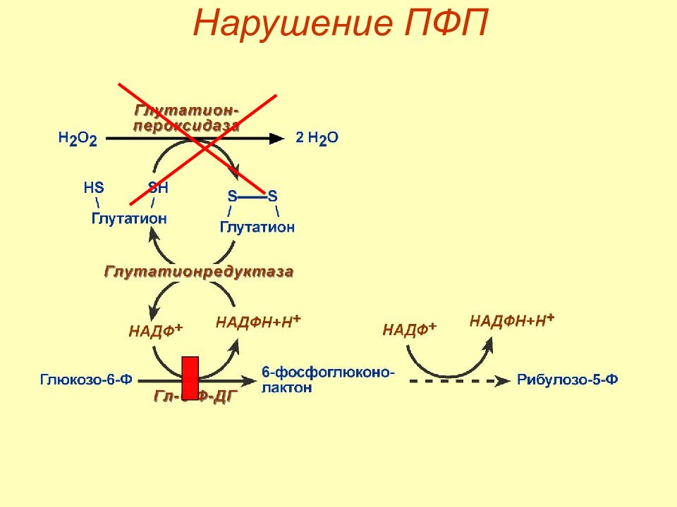 Обмен глюкозы. ПФП биохимия. ПФП схема. Регуляция ПФП. ПФП Тимин.