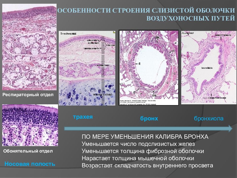 Презентация гистология дыхательной системы