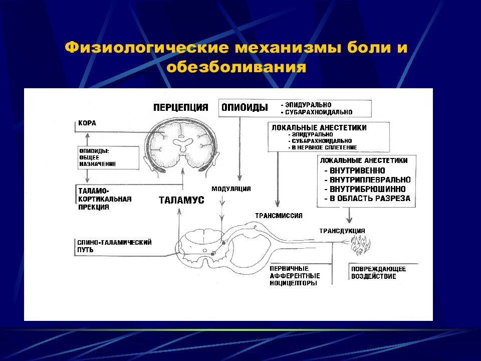 Физиологические механизмы. Физиологические механизмы боли. Физиологические механизмы обезболивания. Физиологические основы и методы обезболивания..